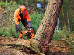 Best Fruit Tree Pruning  in Grandview, OH