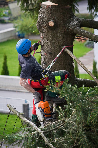 Best Tree and Shrub Care  in Grandview, OH