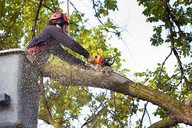 Best Tree Fertilization  in Grandview, OH